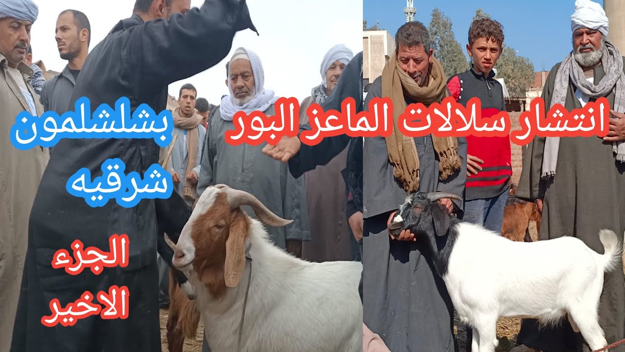 لأ لأ مش ممكن انتشار سلالات الماعز البور باختلاف الوانها واحجامها بسوق شلشلمون شرقيه|سوق دولي بصراحه