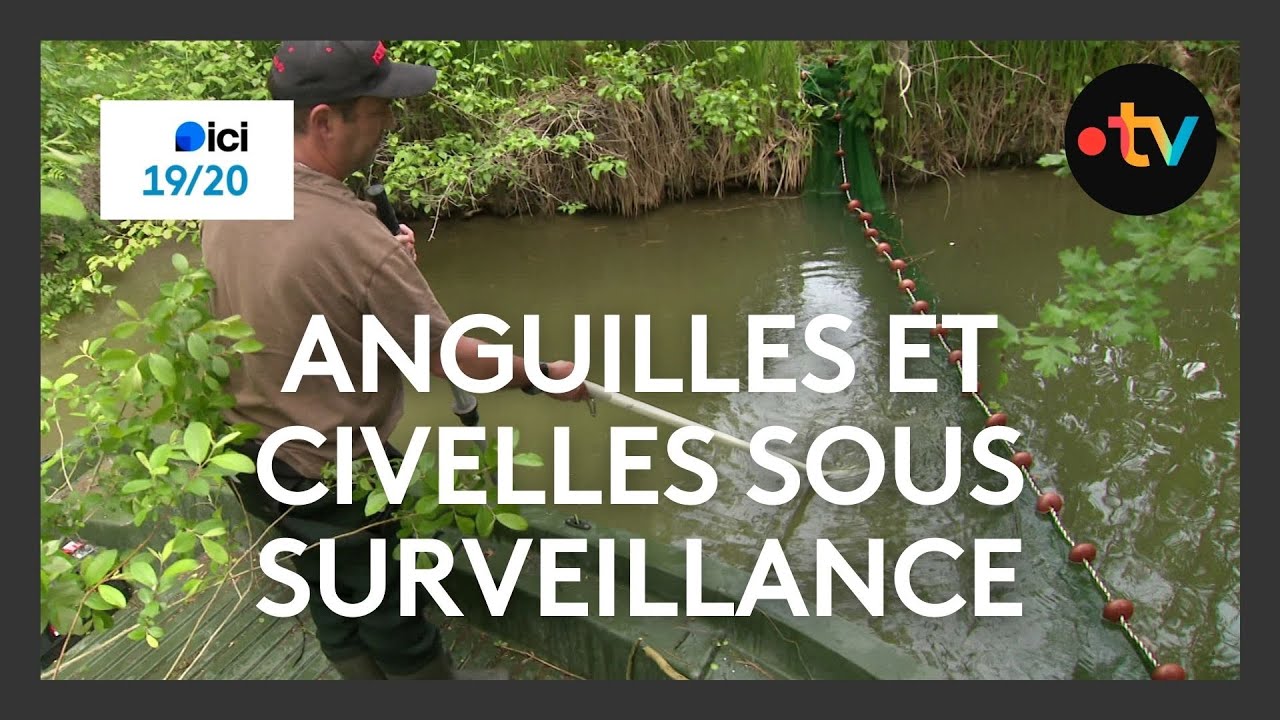 Pêche électrique pour un meilleur suivi des anguilles et civelles