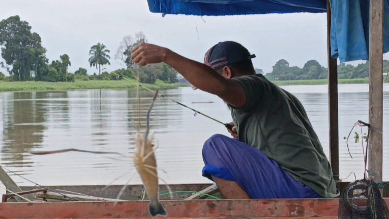 Edan pak ‼️serangan udang galah membuat ku kebingungan.sungai kampar desa sering#mancingudanggalah 