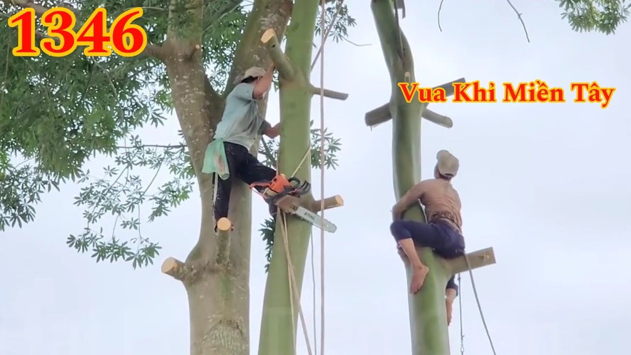 Full : Vua Khỉ Miền Tây cưa hạ cây Gòn ba ngọn kế vách tường Cutting cotton tree