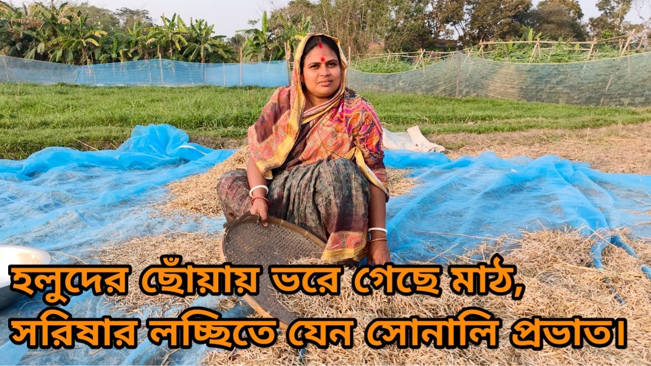 মাঠভরা সরিষা, কৃষকের মুখে আনন্দের হাসি 🌾| village lifestyle vlog 