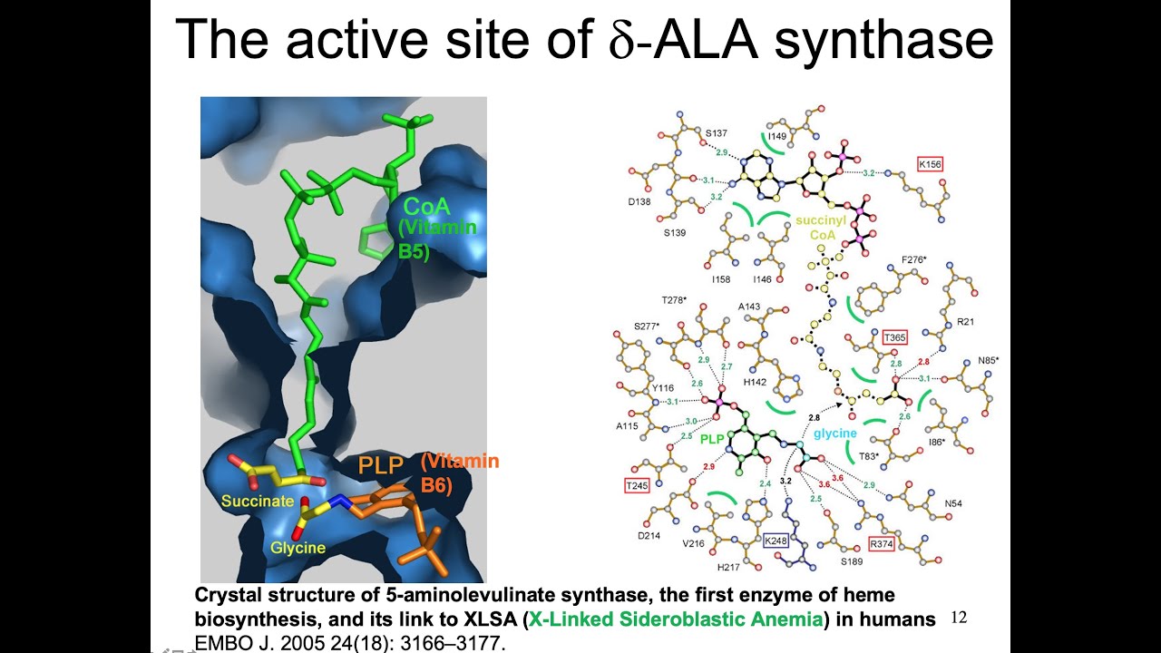 Enzyme mechanisms and catalysis