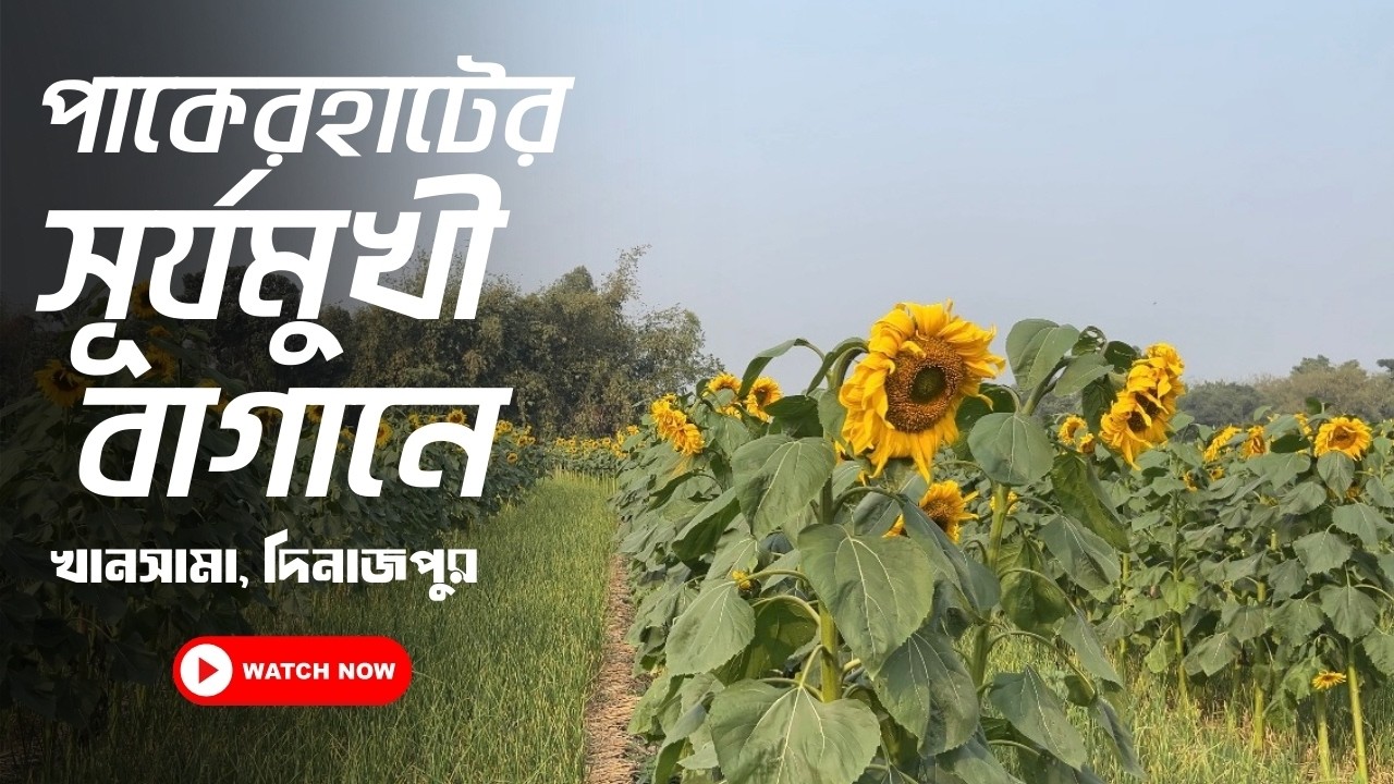 খানসামায় বিশাল সূর্যমুখী বাগান । Khansama Sunflower Garden Vlog ।  Pakerhat, Khansama, Dinajpur