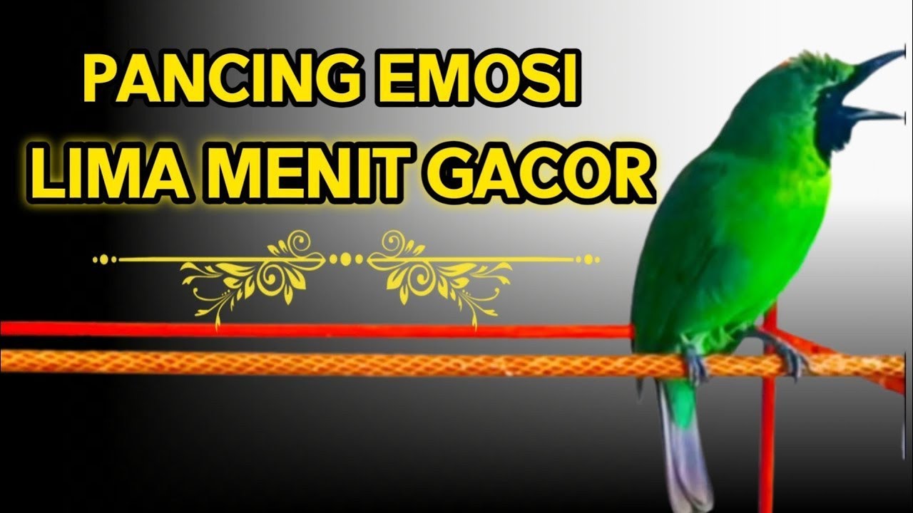 Masteran Dan Terapi Cucak Ijo Drop Mental,Birahi Melet & Macet Bunyi Dengar ini Auto Langsung Nyaut