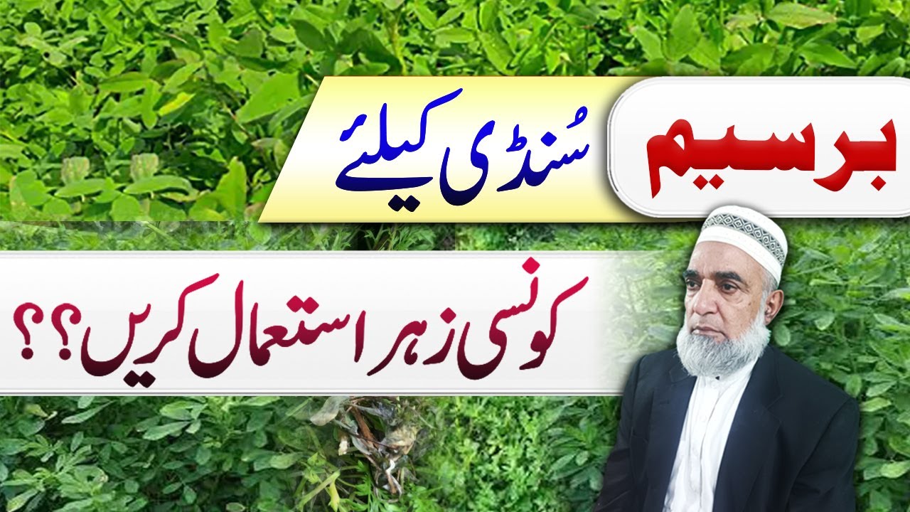 How to control American sundi from Berseem effectively || Crop Reformer