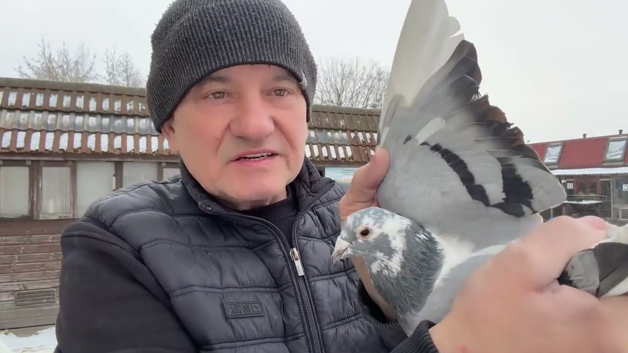 Gołębie Engels 231 niebieskie pstre do rozpłodu 513016809 Artur Pawelec