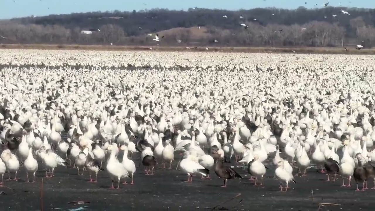 Loess Bluffs National Wildlife Refuge Million Snow Geese 