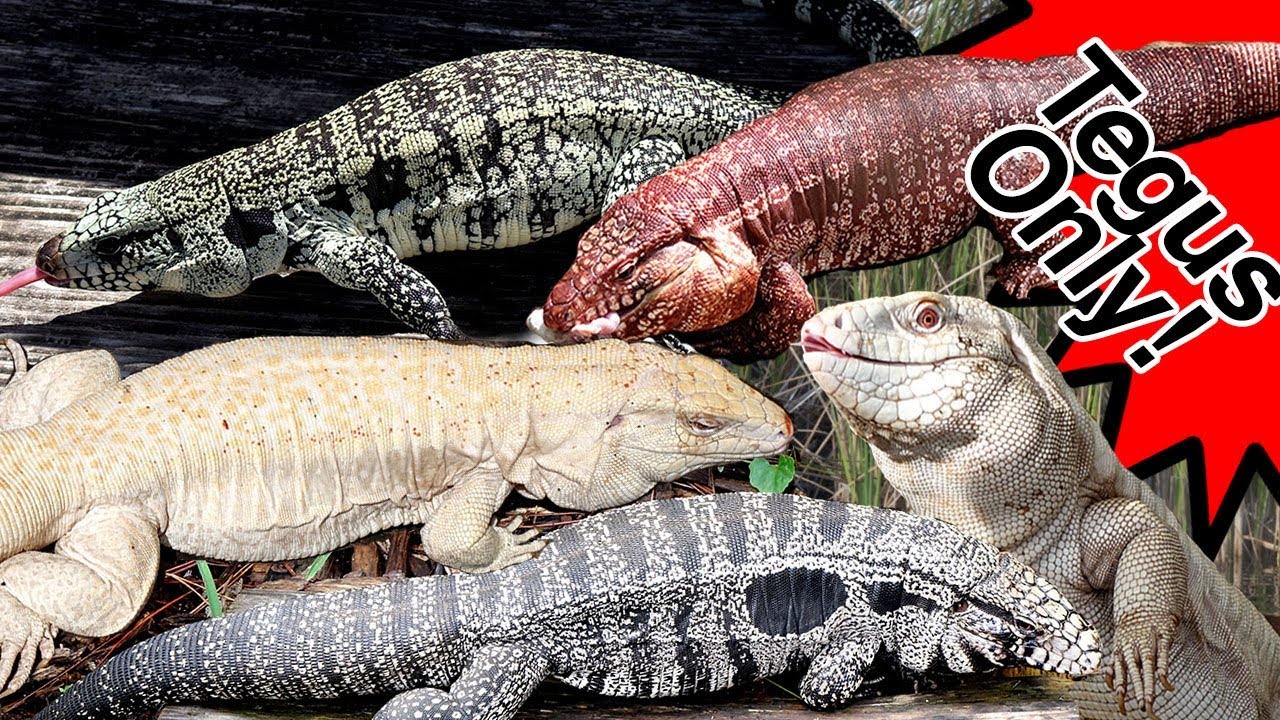 Hundreds of Massive TEGU LIZARDS! Reds, Blues, Black and Whites, Purples and more!