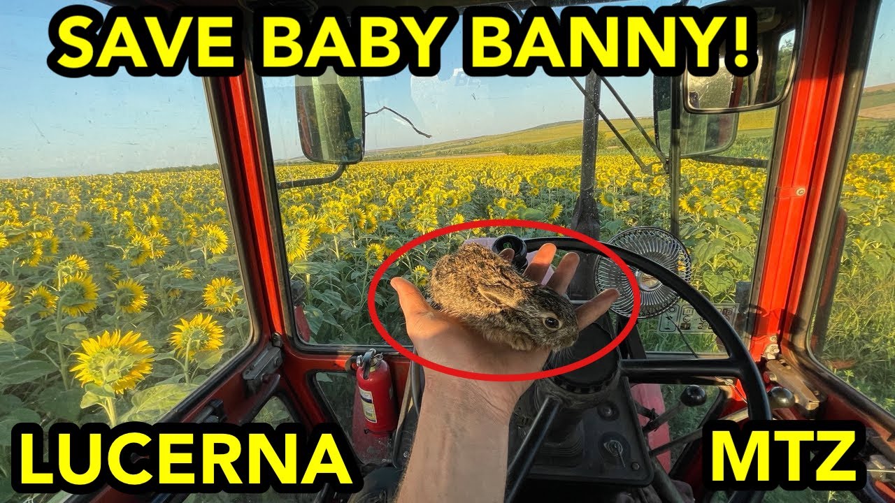 MTZ 82 BELARUS TRACTOR  BABY BUNNY LUCERNA CUTTER