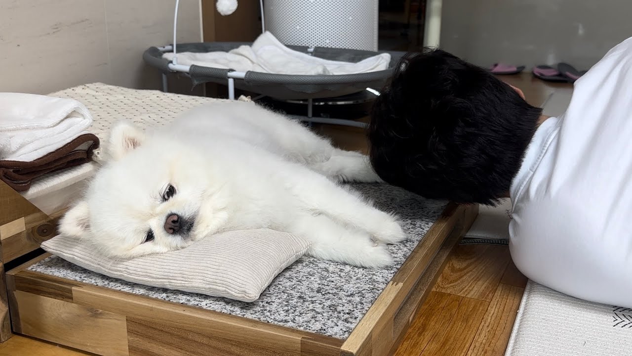 강아지 지정석 뺏으려다가 싸울뻔 했어요..