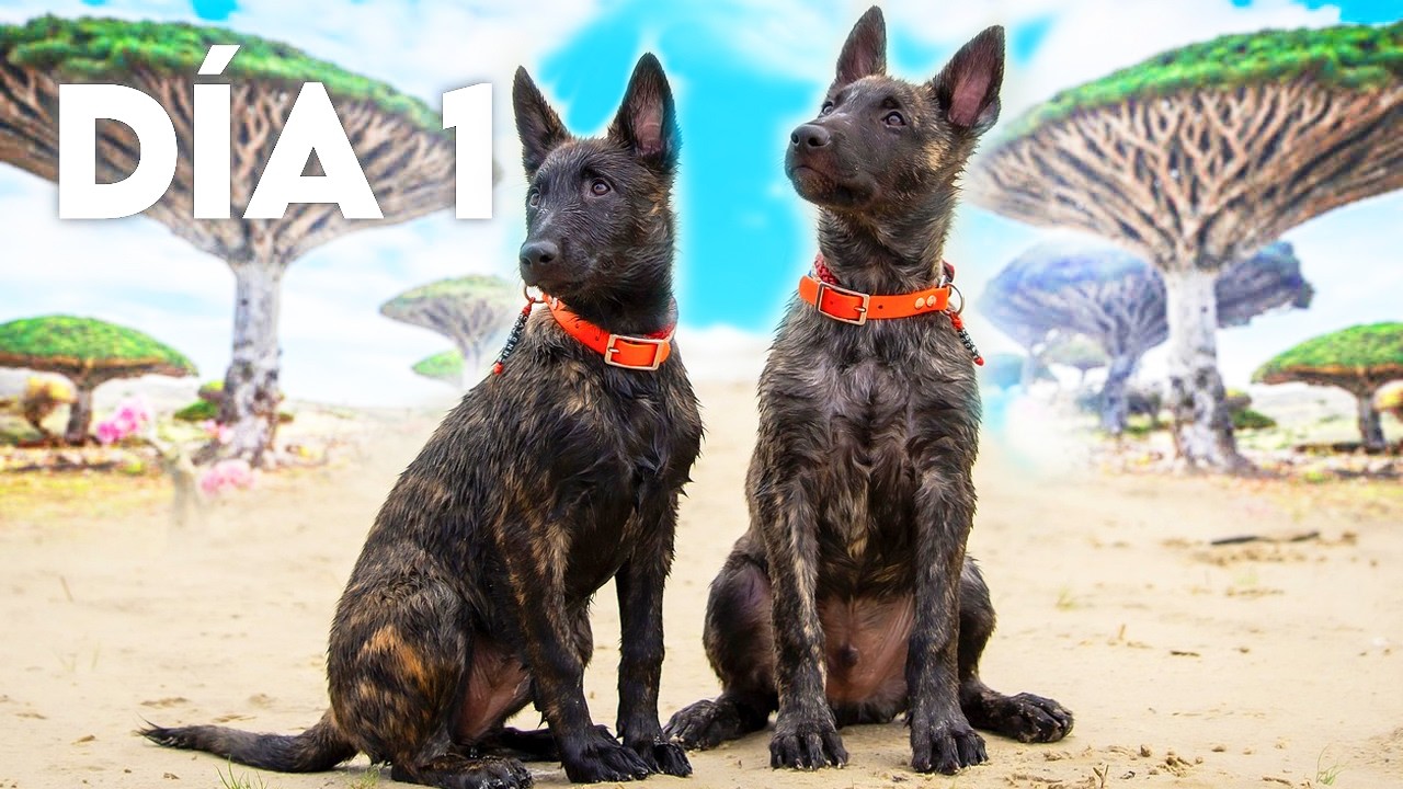 Top 8 Cosas Que No Sabias De Los Perros Pastor Holandés (Dutch Shepherd)