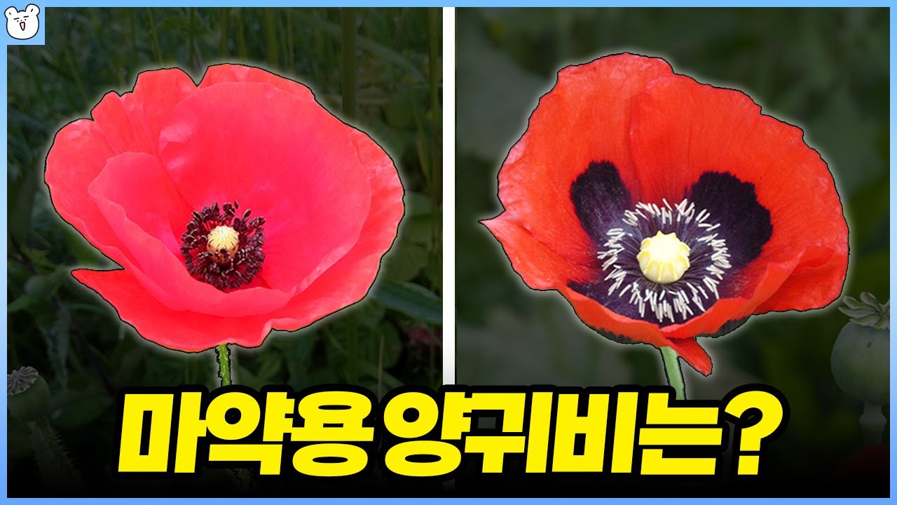 둘 중 하나는 마약용 양귀비?!｜양귀비 구별하는 법
