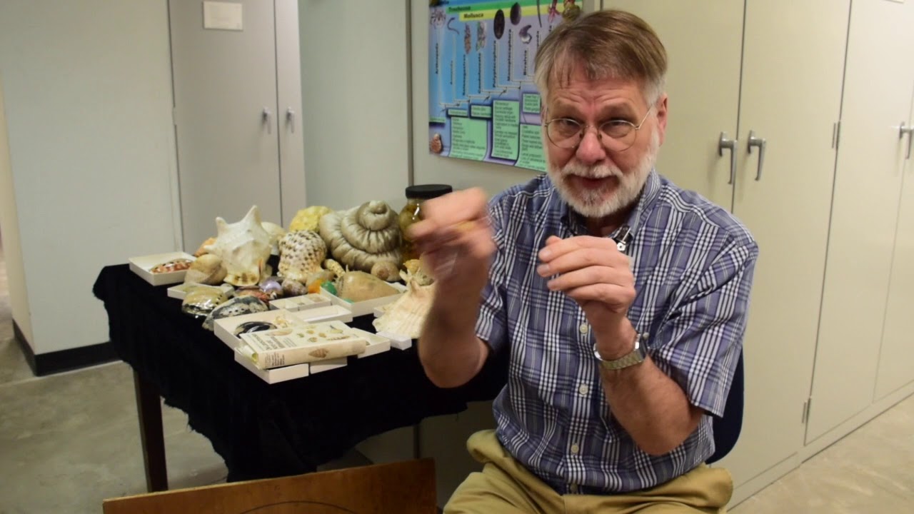 Ask a Scientist: What is the fastest snail?