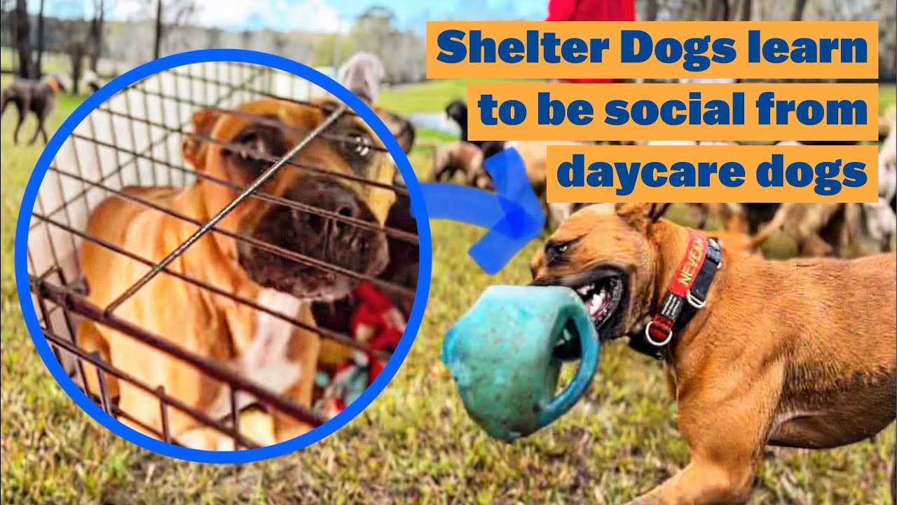 Shelter Dogs Learn to be Social from City Daycare Dogs | Mastiff American Staffy Bulldog Rottweiler