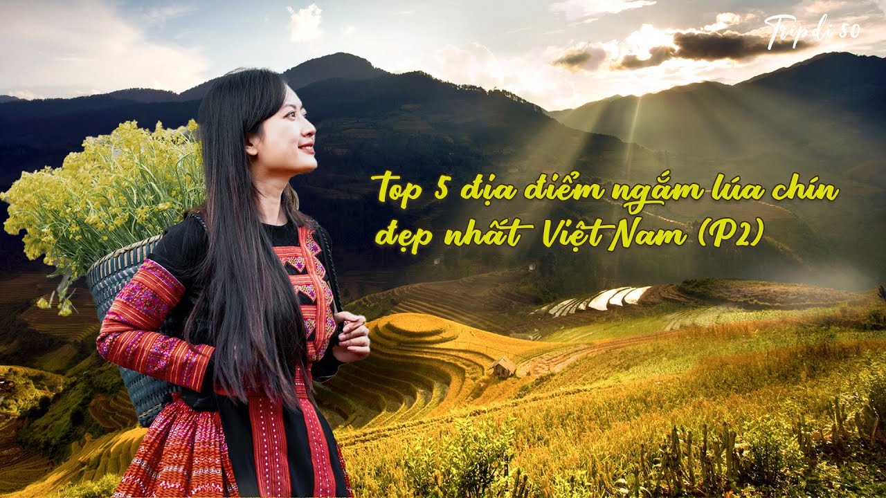 #2 KHÁM PHÁ Top 5 Điểm Ngắm Lúa Chín Ở Tây Bắc: Sa Pa, Mù Cang Chải, Y Tý...  | Tripdi 50