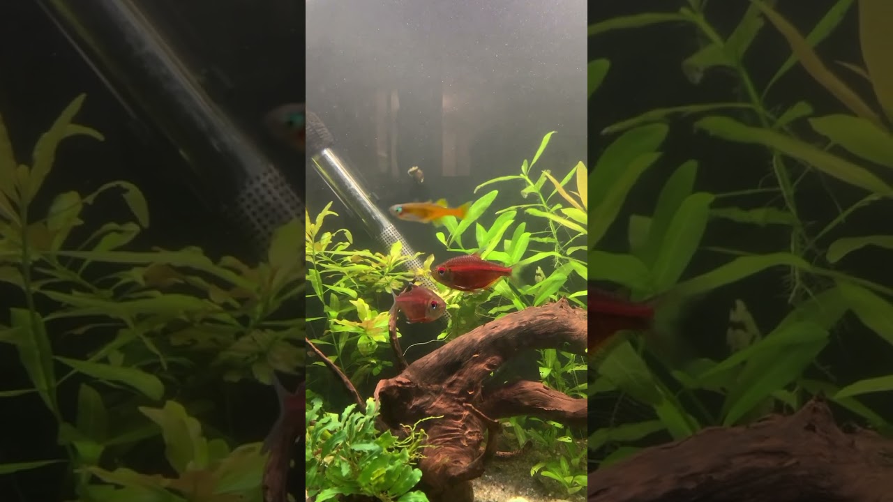 Red Laser Tetras looking good this morning!