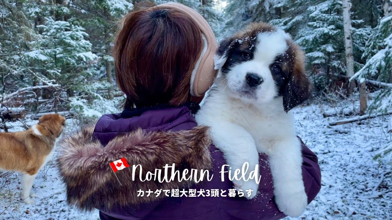 セントバーナードの子犬ボウ初めての森歩き｜一緒に散歩しよう＃18【超大型犬とカナダで田舎暮らし】