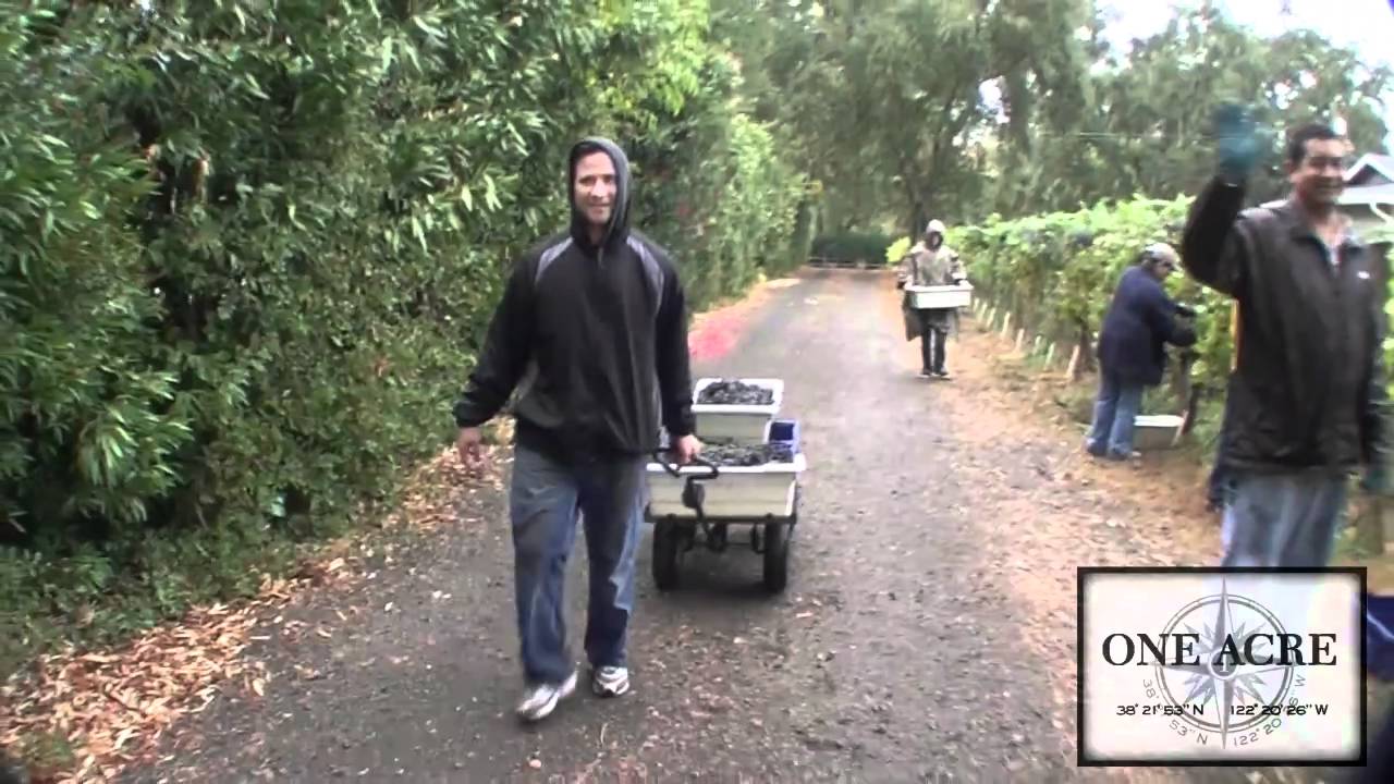 One Acre Wine Harvest 2010