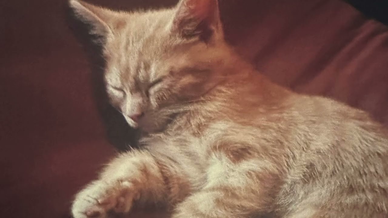 Lilly ! Kleine pfoten, grosses herz