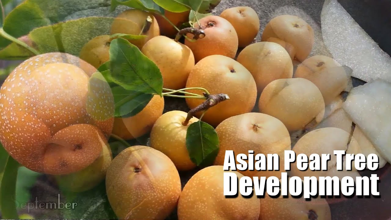 🍊 Flower to Fruit || Asian Pear tree development 2015 UK || Pyrus Pyrifolia || Nashi Pear