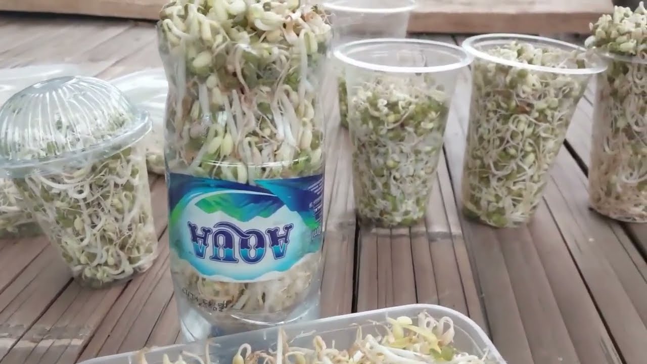 Cara membuat toge paling mudah dan sehat
