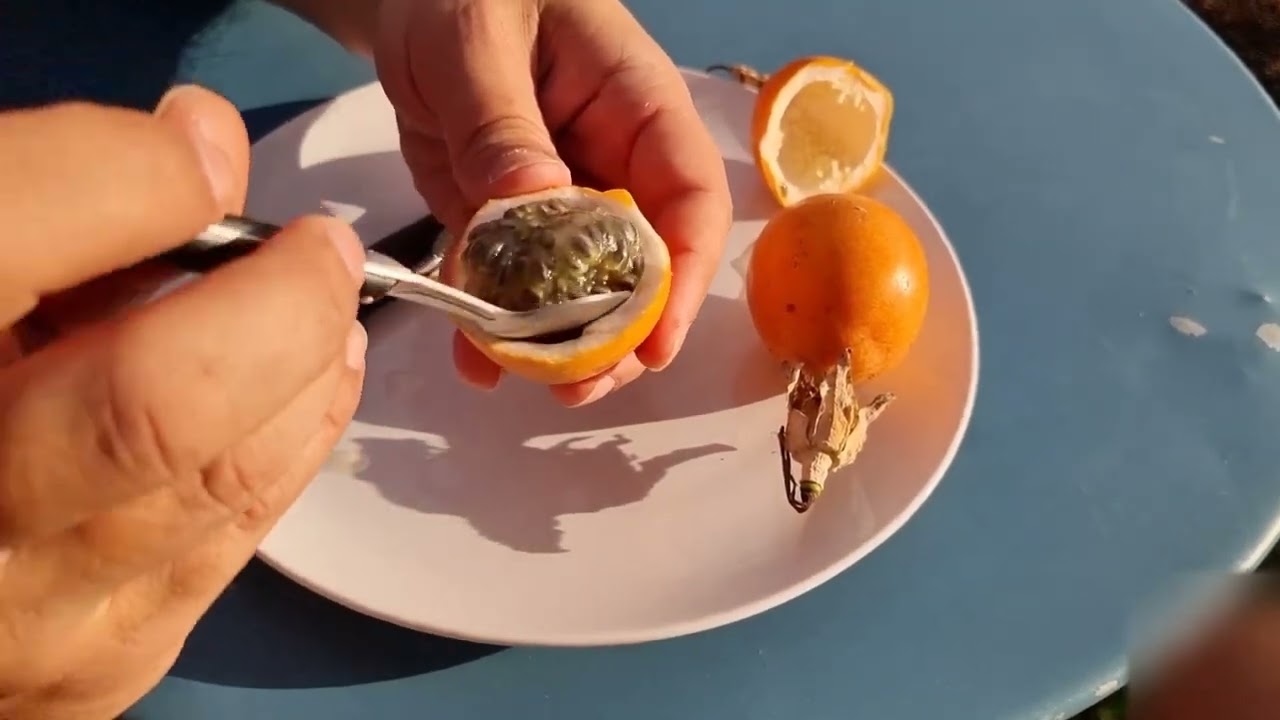 Гренадията (Passiflora ligularis), още един вид екзотична маракуя