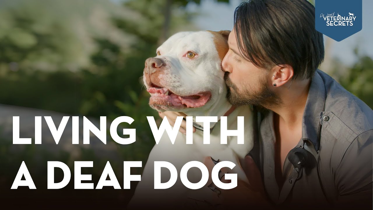 What It's Like Having a Deaf Dog: Causes & Cool Training Tips from Dr. Jones!