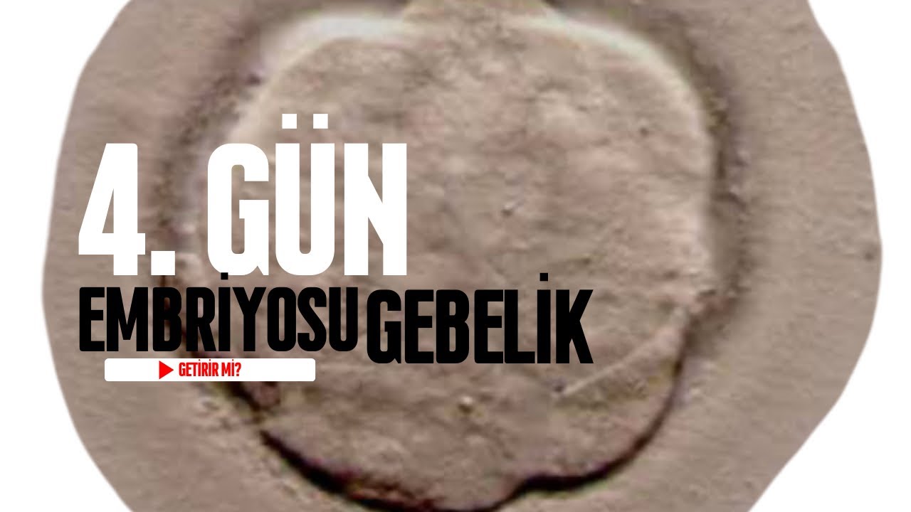 4. gün embriyosu gebelik getirir mi?