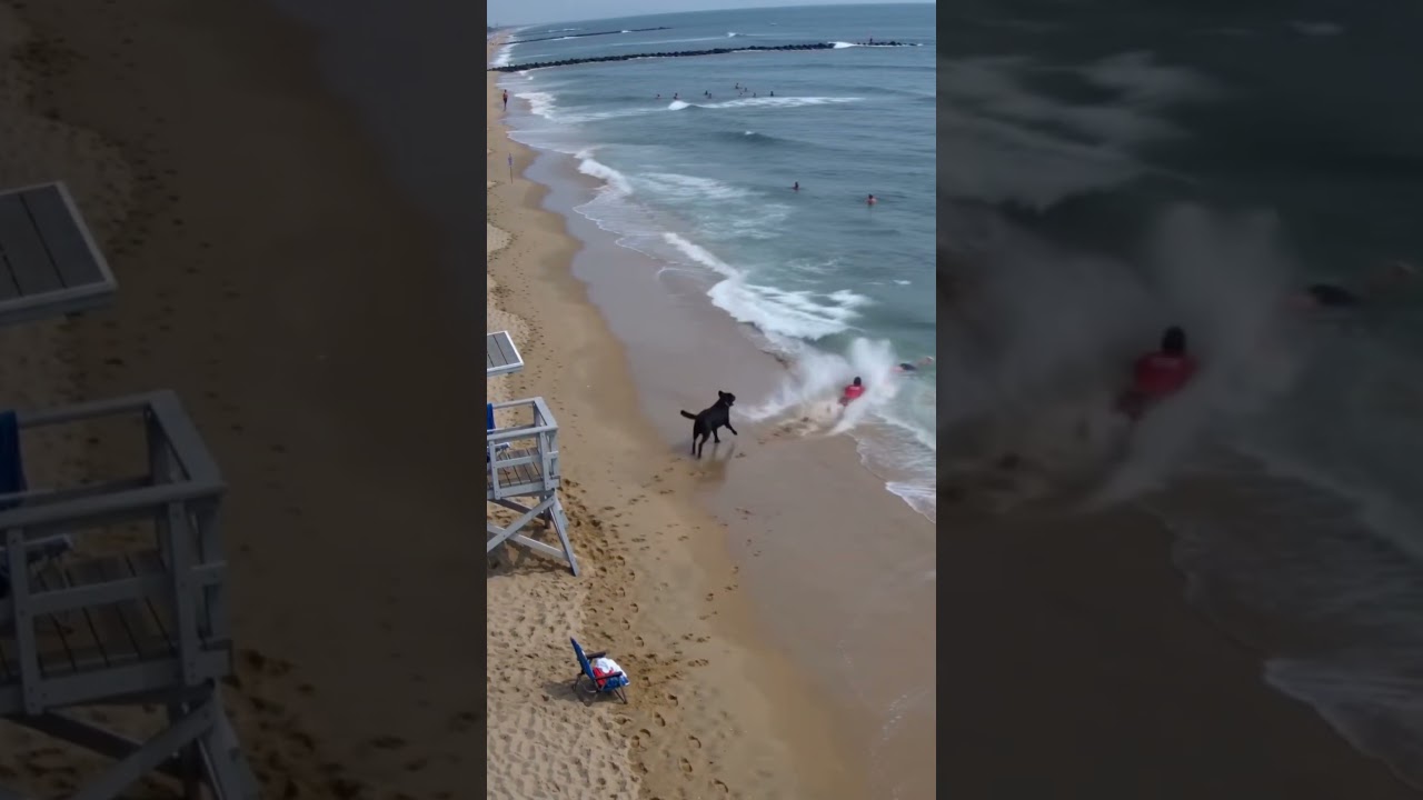 Lifeguard's reaction to this crazy beach dog🐕