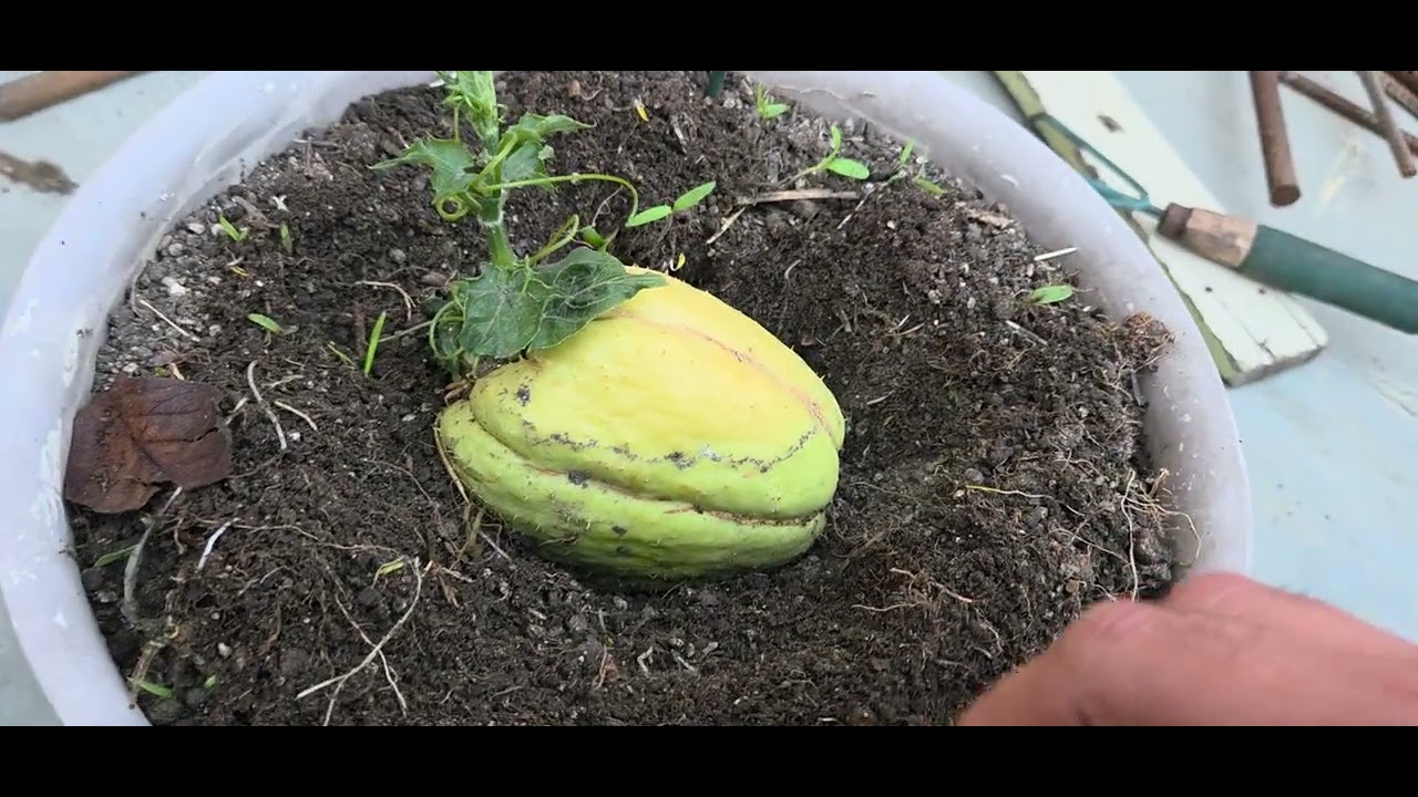 How to plant chayote  or chayote squash #plants #garden #chayotesquash #plants #trending #viral 