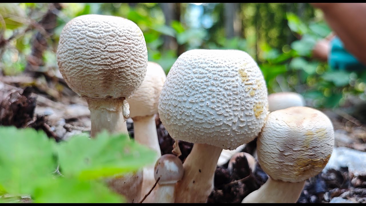 Gljivarenje u Austriji Deo 1 - Leucoagaricus americanus