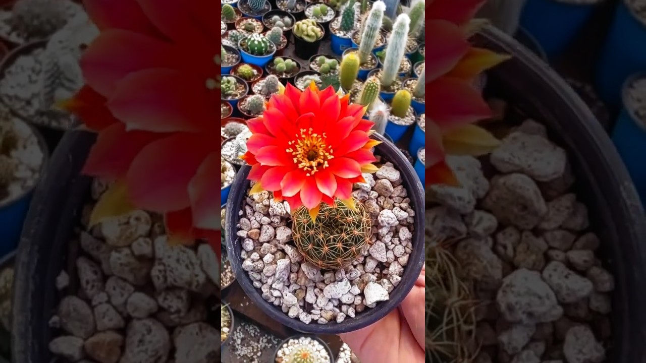 🌵Cactus con flores realmente Hermosas🌸#10 / #Jard&iacute;nderanas #flores #cactus