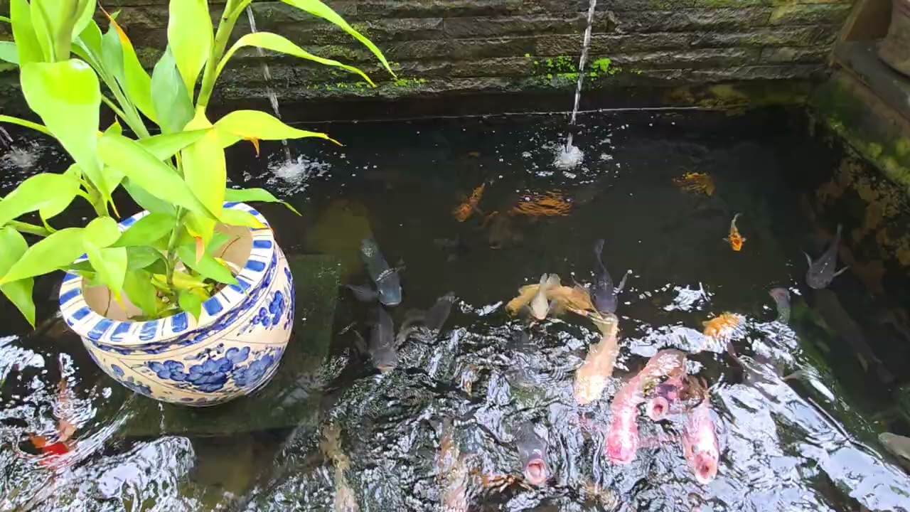Memory asyiknya ikan-ikan