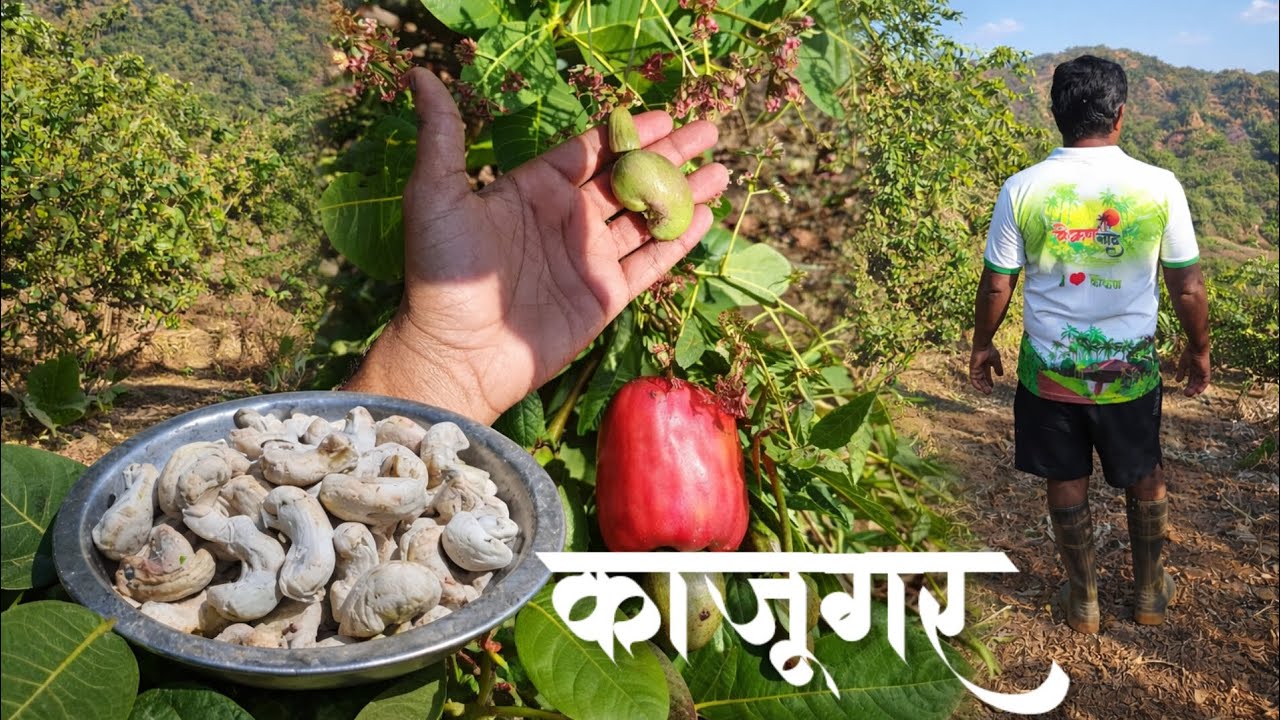 कोकणातील काजूचा हंगाम |ओले काजूगर | RK VLOGS| |   Cashew |  #kokan 