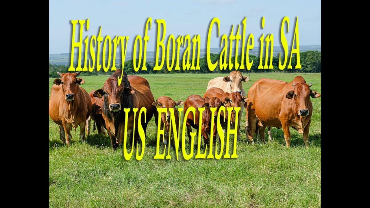 History of Boran Cattle in South Africa (US ENGLISH)