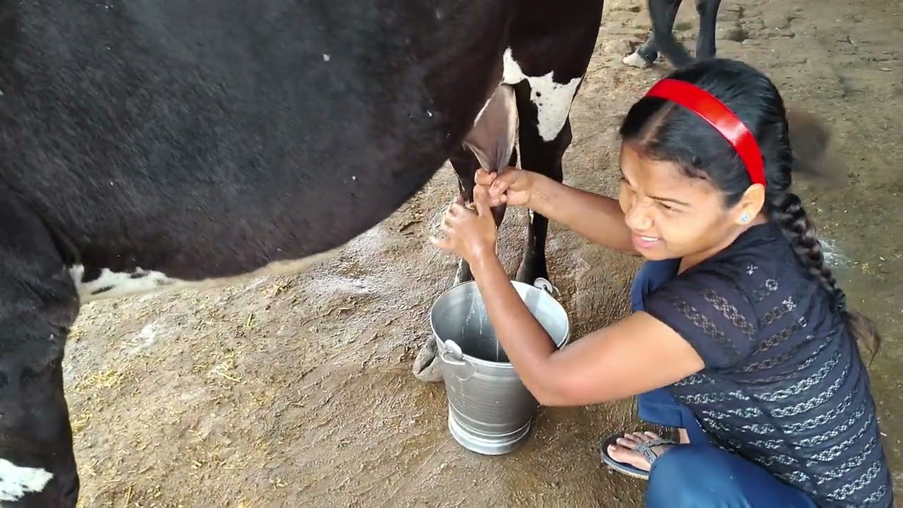 Village Life #cowmillking #animal care #hand milking 