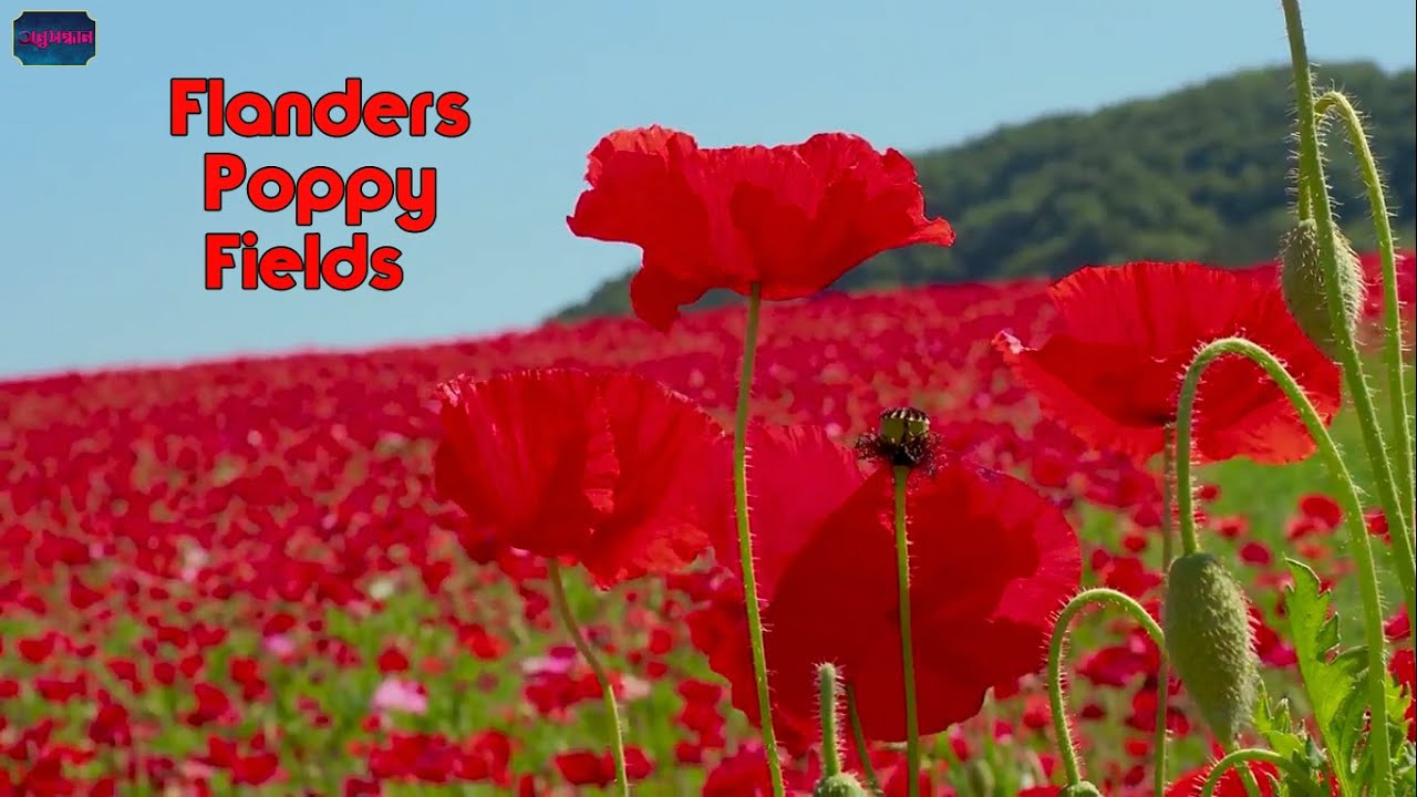 The Flanders Poppy fields. Poppies Grow Flanders Fields.