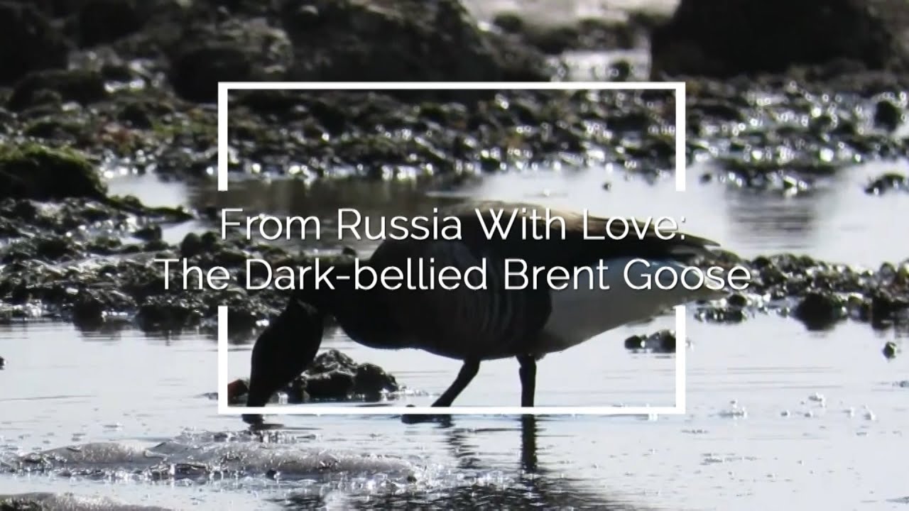 From Russia With love: The Dark bellied Brent Goose