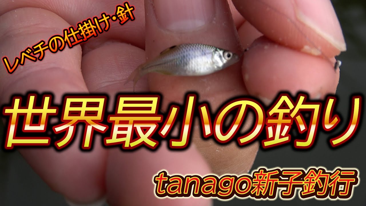 【タナゴ釣り】世界最小の釣りを狙う新子釣り【world's smallest fishing】