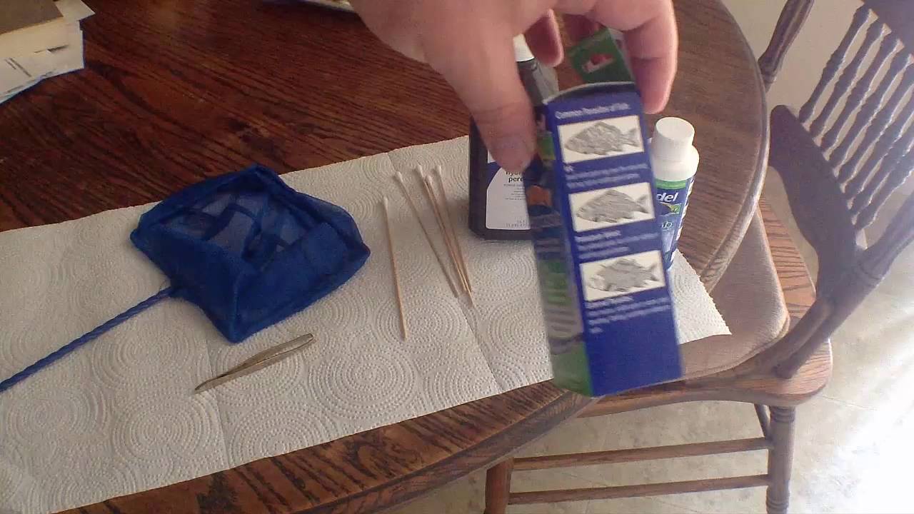 Recognizing Anchor Worm and Removing It From Freshwater Fish