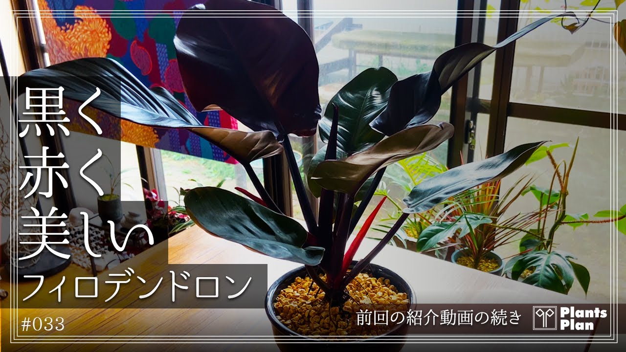 #033 【植物紹介】黒く 赤く 美しいフィロデンドロン (前回の紹介動画の続きです)