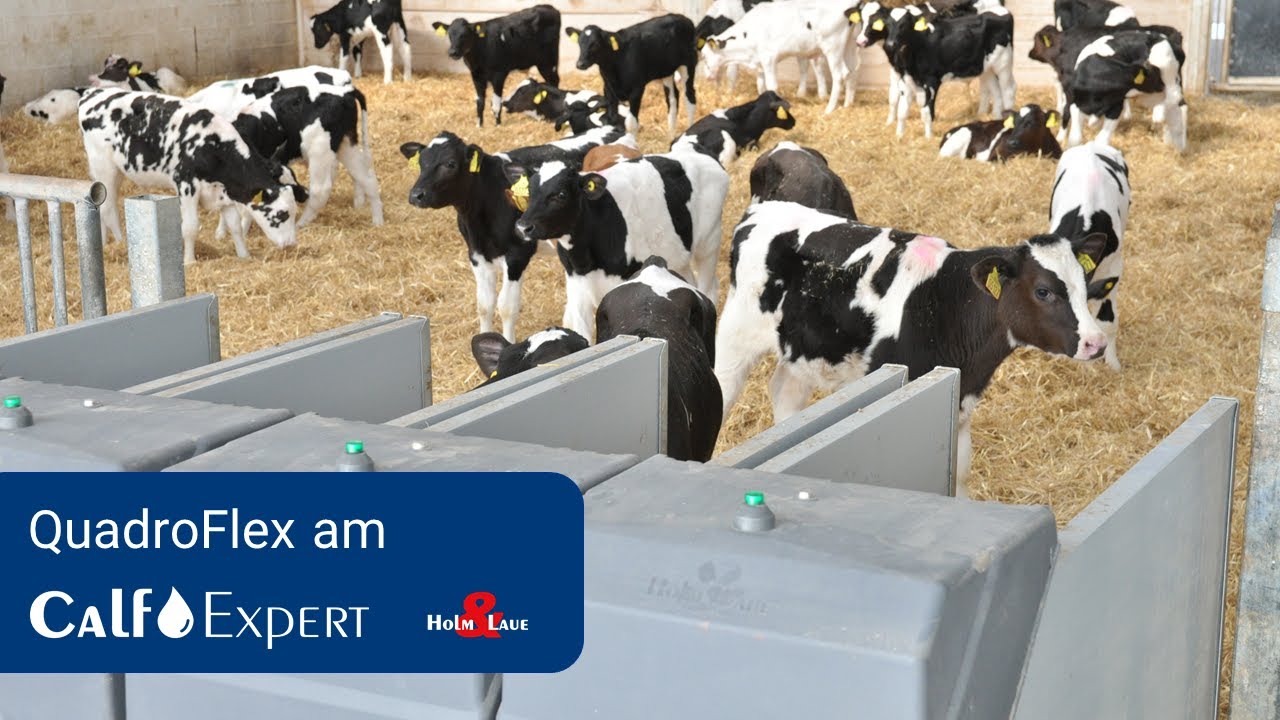 QuadroFlex на CalfExpert
