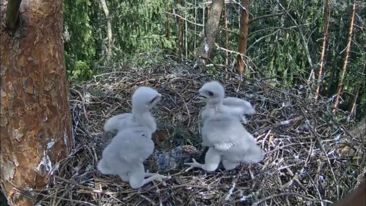 Dad brings another lunch, Both chick want to fight for food | Vistu vanags | Goshawk | May 28, 2025