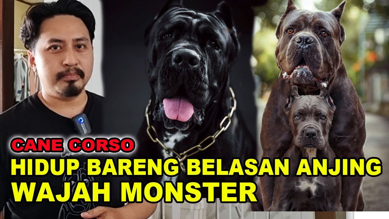 HIDUP BARENG BELASAN ANJING TAMPANG MONSTER - CANE CORSO