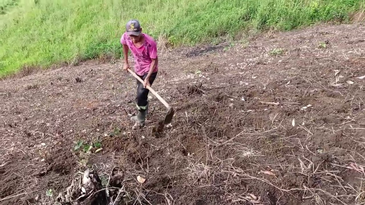 plantando brachiaria decumbes de corveta no paredão do morro