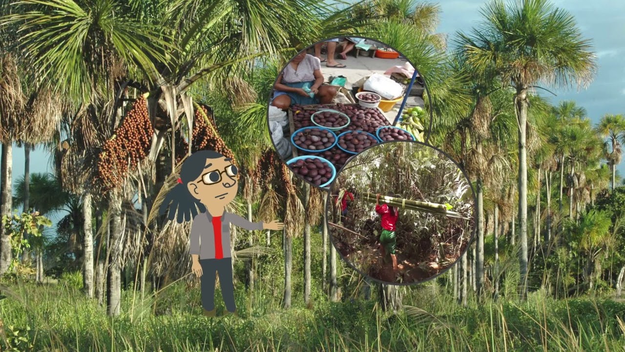 What lives in the peatlands of Peru - English Version