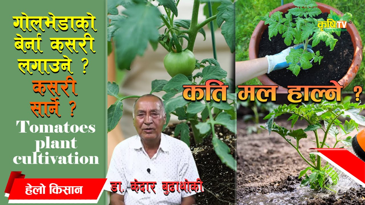 गोलभेडाको बेर्ना कसरी लगाउने, बेर्ना कसरी सार्ने, मल कति हाल्ने ?  Dr.KedarBudhathoki