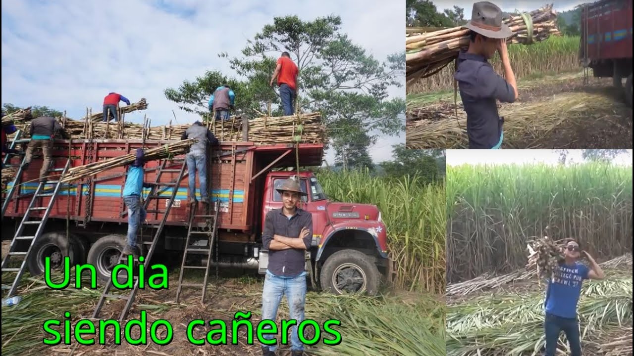Un día en la siembra y cultivo de caña de azúcar, un día siendo cañero. Que trabajo tan duro!!