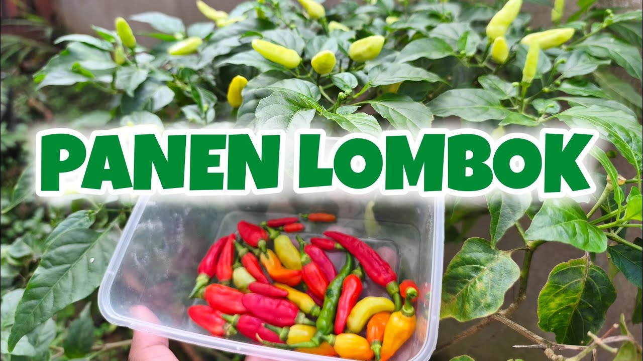 PANEN LOMBOK DI HALAMAN RUMAH #panen #panencabai #cabailokal 
