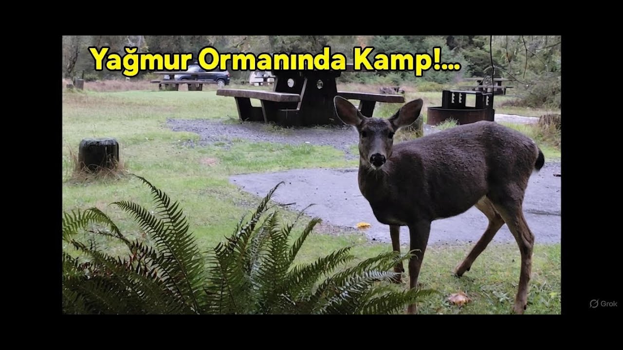 YAĞMUR ORMANINDA KALDIK - Amerika#4